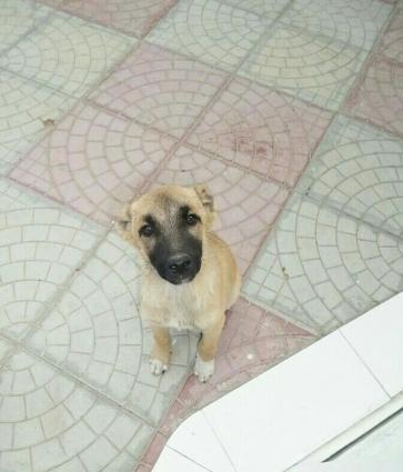 Ayıboğan (çoban iti) Adı Rex, 6 aylıqdır. Peyvəndi vurulub. Təcili