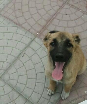 Ayıboğan (çoban iti) Adı Rex, 6 aylıqdır. Peyvəndi vurulub. Təcili