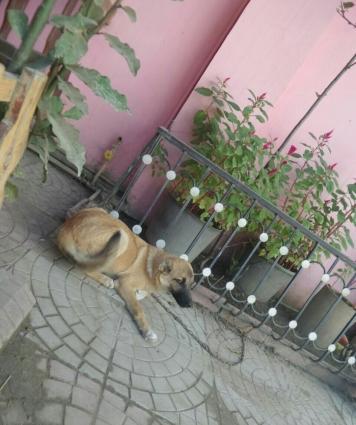 Ayıboğan (çoban iti) Adı Rex, 6 aylıqdır. Peyvəndi vurulub. Təcili