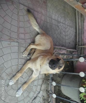 Ayıboğan (çoban iti) Adı Rex, 6 aylıqdır. Peyvəndi vurulub. Təcili