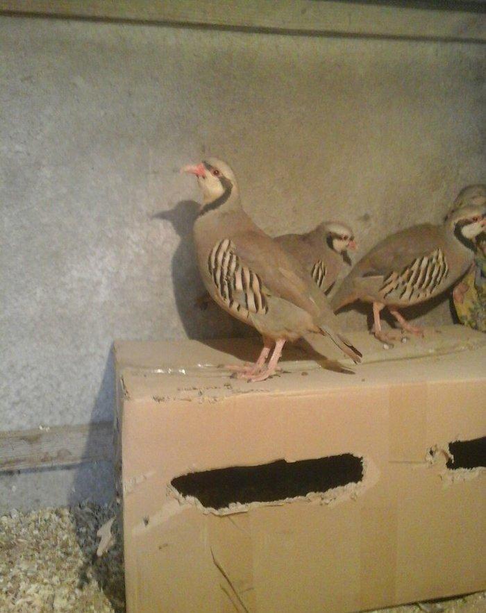 Keklik tam saglamdir damazliqdir 3 u 120 manat başqa dekorativ heyvanl