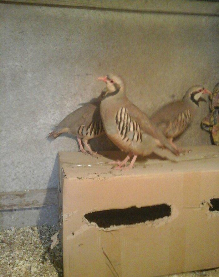 Keklik tam saglamdir damazliqdir 3 u 120 manat başqa dekorativ heyvanl