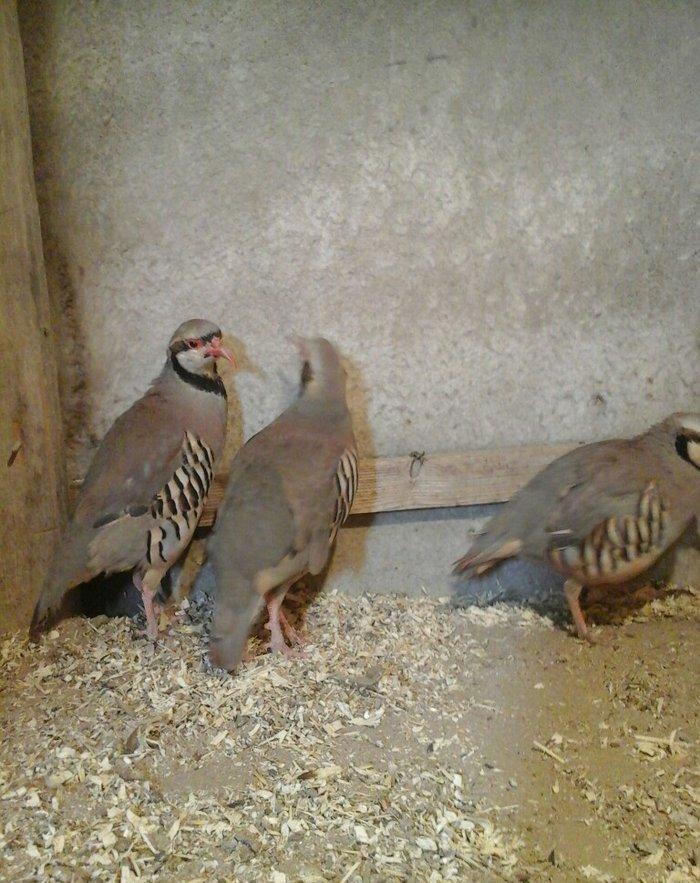 Keklik tam saglamdir damazliqdir 3 u 120 manat başqa dekorativ heyvanl