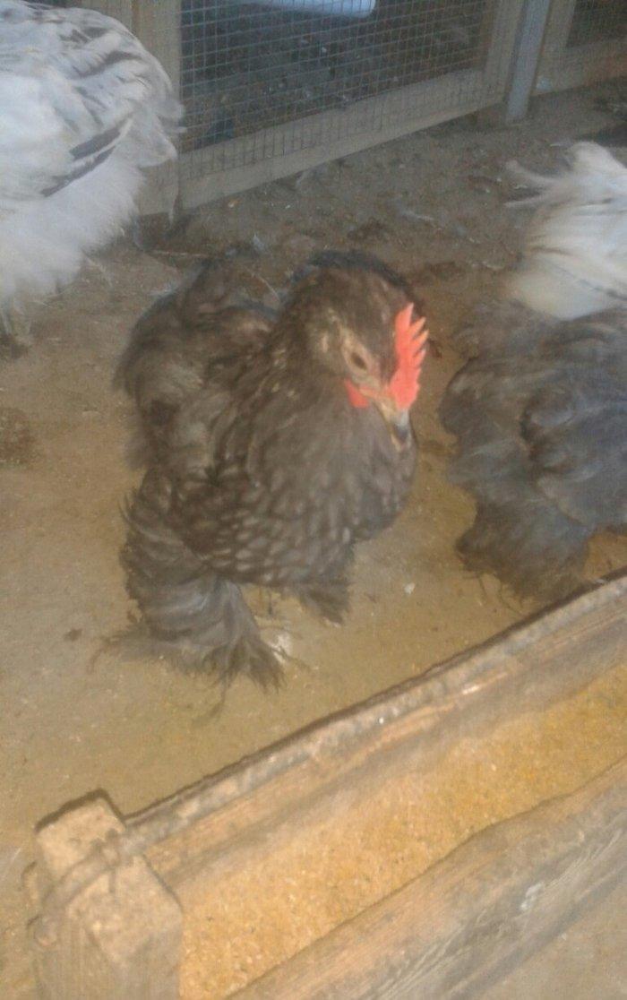 Karlik becələri satılır 3  aylıq tam saglam  satılır və ya fərəsiylə b