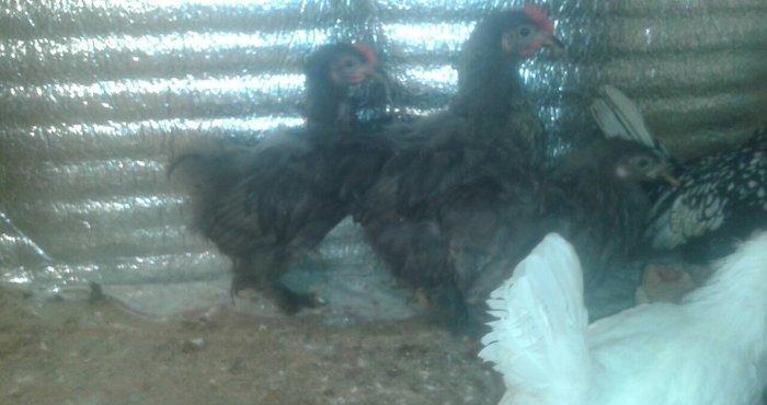 Karlik becələri satılır 3  aylıq tam saglam  satılır və ya fərəsiylə b