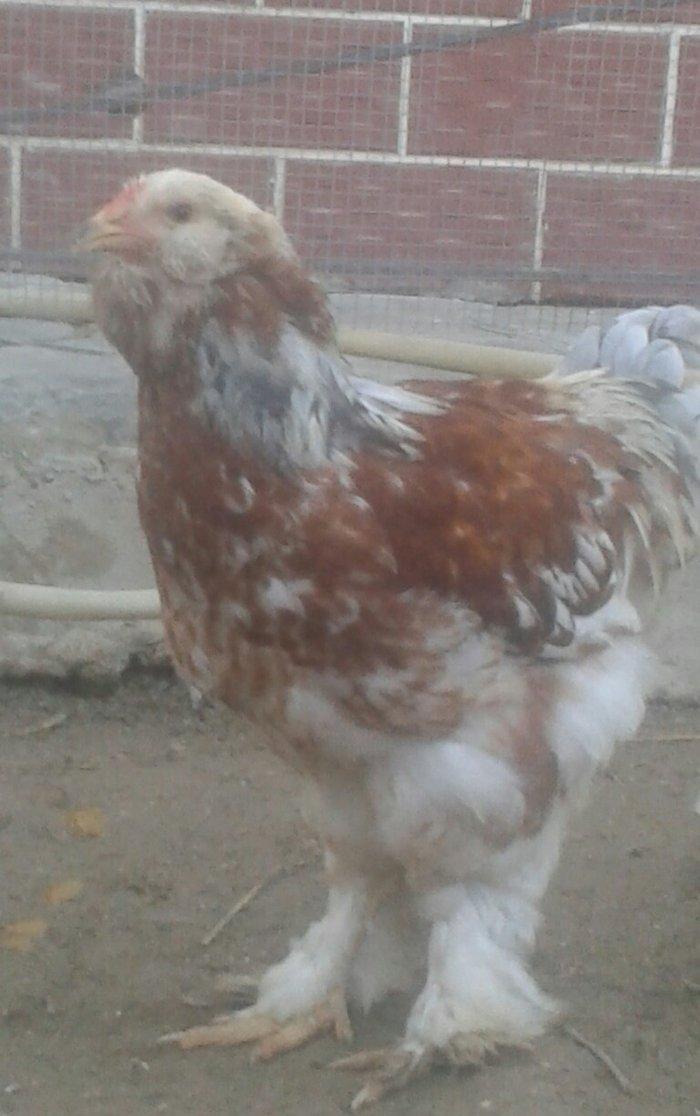 Brama xoruzu satılır tam saglam peyvəndləri vurulub  fərəsidə var sadı