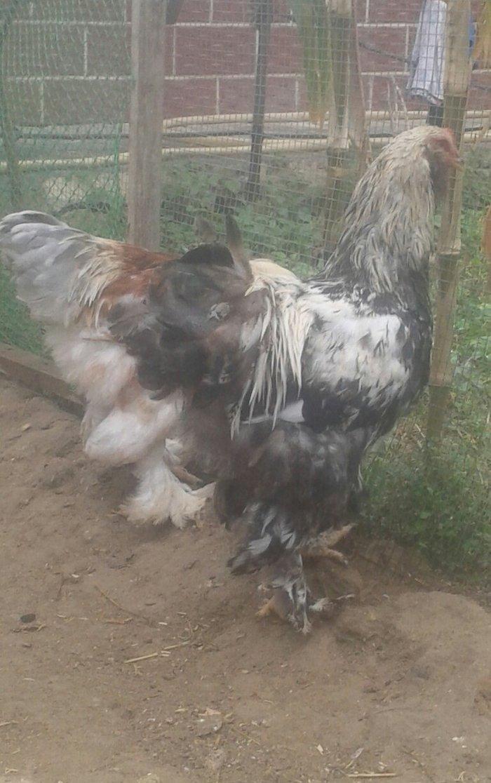 Brama xoruzları satılır tam saglam bütün peyvəndləri vurulub  5 aylıqd