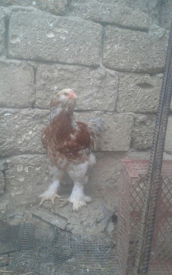 Brama xoruzları satılır tam saglam bütün peyvəndləri vurulub  5 aylıqd