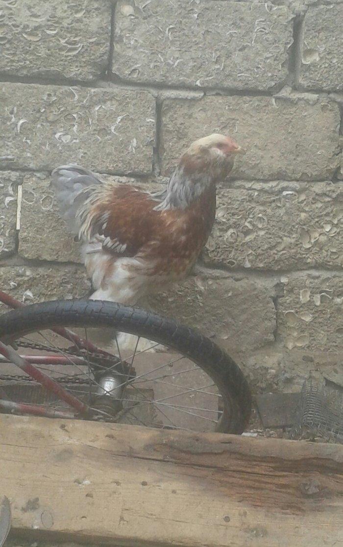 Brama xoruzları satılır tam saglam bütün peyvəndləri vurulub  5 aylıqd