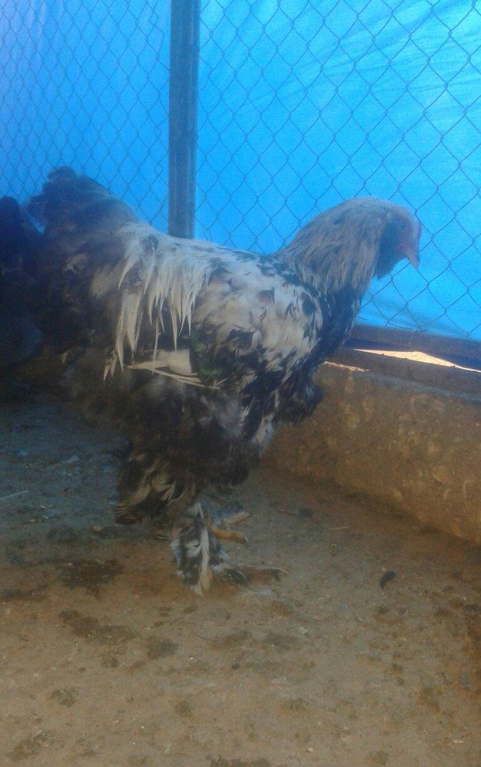 Brama xoruzları satılır tam saglam bütün peyvəndləri vurulub  5 aylıqd