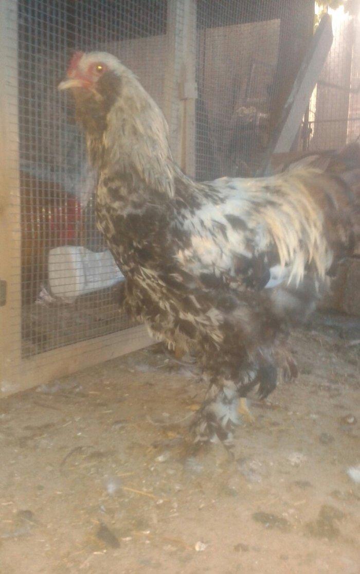 Brama xoruzları satılır tam saglam bütün peyvəndləri vurulub  5 aylıqd