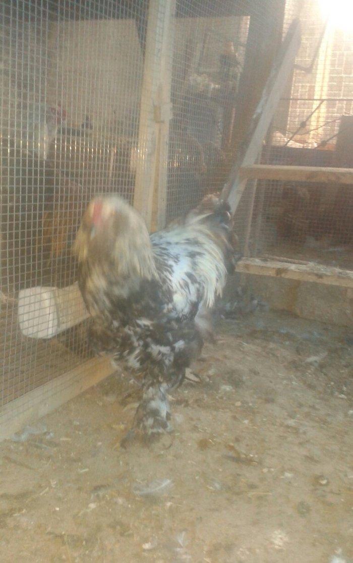 Brama xoruzları satılır tam saglam bütün peyvəndləri vurulub  5 aylıqd