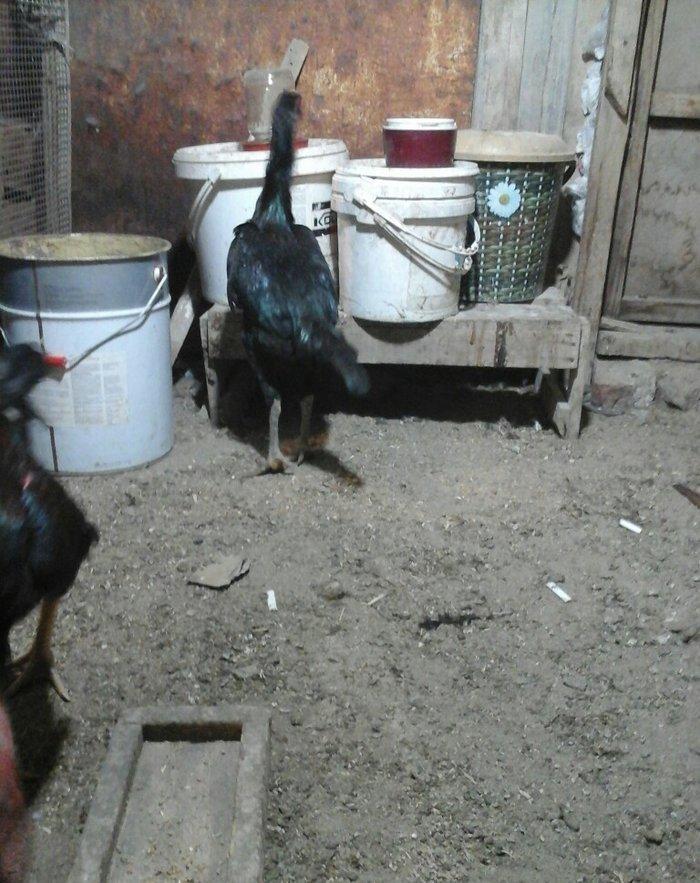 Heyratı toyugu doyusgen temiz ingilis sortu yumurtlayir tam saglamdir.