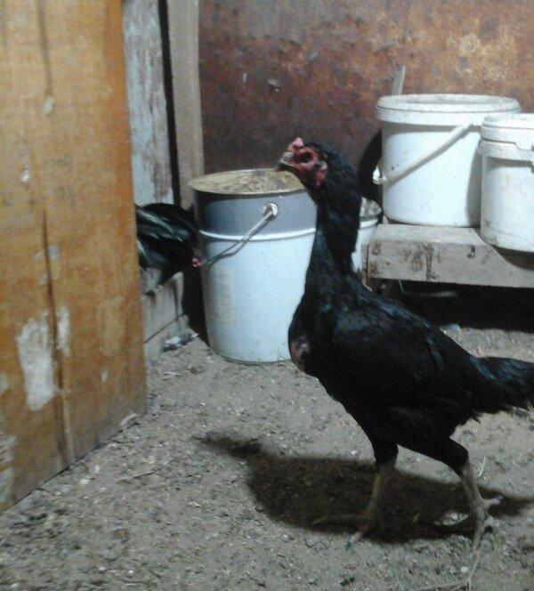 Heyratı toyugu doyusgen temiz ingilis sortu yumurtlayir tam saglamdir.