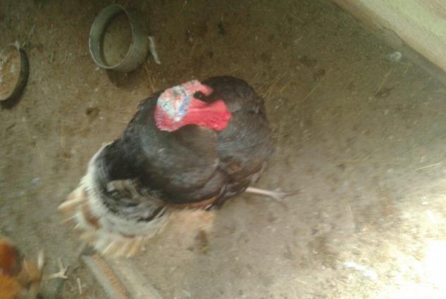 Erkek hinduska ve  diwi hinduwka damzliq satilir. 2 cut var.Her ikisi