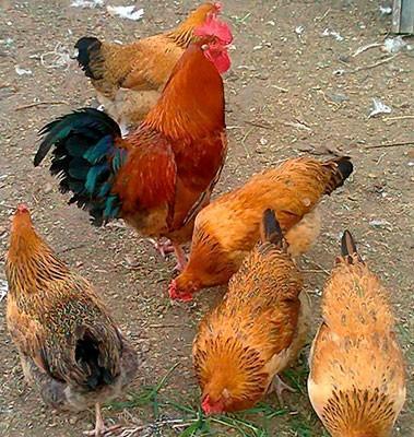 Kulcikan ve serbirst kend yumurtasi. Tam mayali qiymeti 0. 30 qepik co