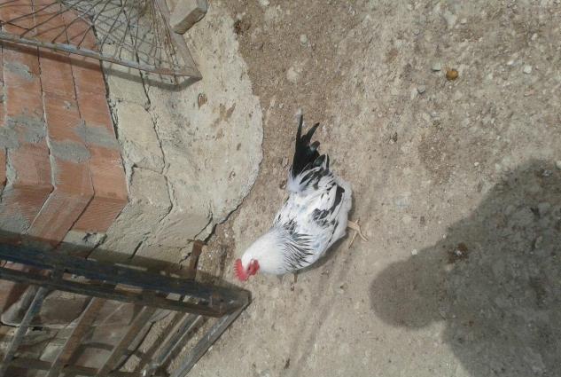 Kulcikan ve serbirst kend yumurtasi. Tam mayali qiymeti 0. 30 qepik co