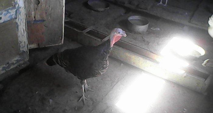 Tecili 2 cut hinduska satilir. 2 eded erkek 2 eded diwi hinduska satil