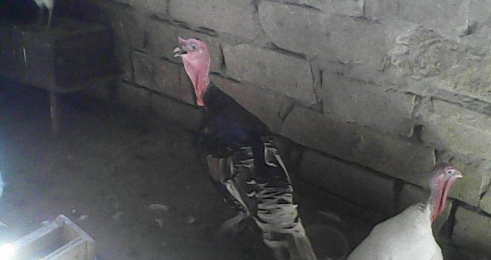 Tecili 2 cut hinduska satilir. 2 eded erkek 2 eded diwi hinduska satil