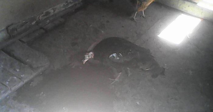 Tecili 2 cut hinduska satilir. 2 eded erkek 2 eded diwi hinduska satil