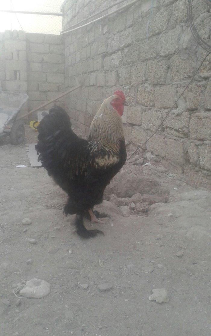 Brama xoruz sstılır  9 aylıq tam sahlam  darkın fərəsiylə bsrter edərə