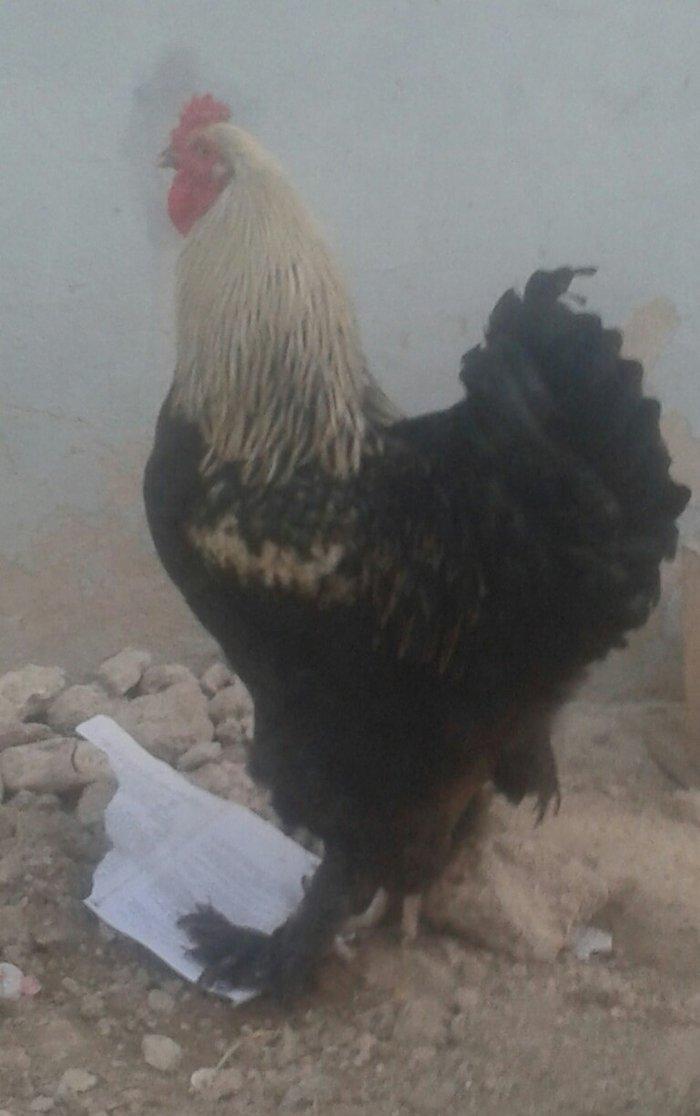 Brama xoruz sstılır  9 aylıq tam sahlam  darkın fərəsiylə bsrter edərə