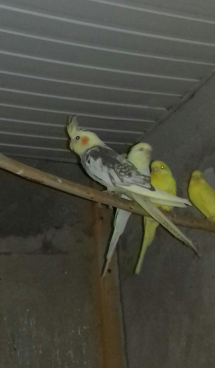 Salam karella dişidi 5 aylq 40 manata əmircandadl 2 cut amadin ba