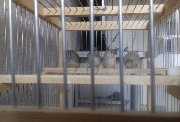 Salam  amadin  5 dənə erkək dişisi bilinmir  hələ ancaq  real alclar