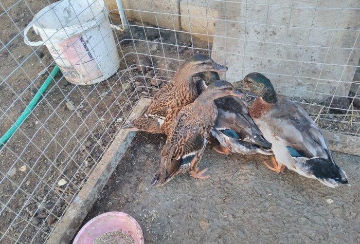 əhilləşdirilmiş çöl ördəyi bir cüt cins xoruzlar barter edərəm