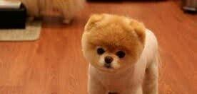 Pulsuz it... Çox-cox xais edirem. It saxlaya bilmeyen varsa bayira atm