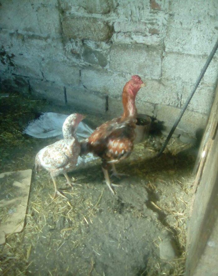 bir il bew ayliqdi super doyuwur atasi miwar anasi dowablardandi esl x