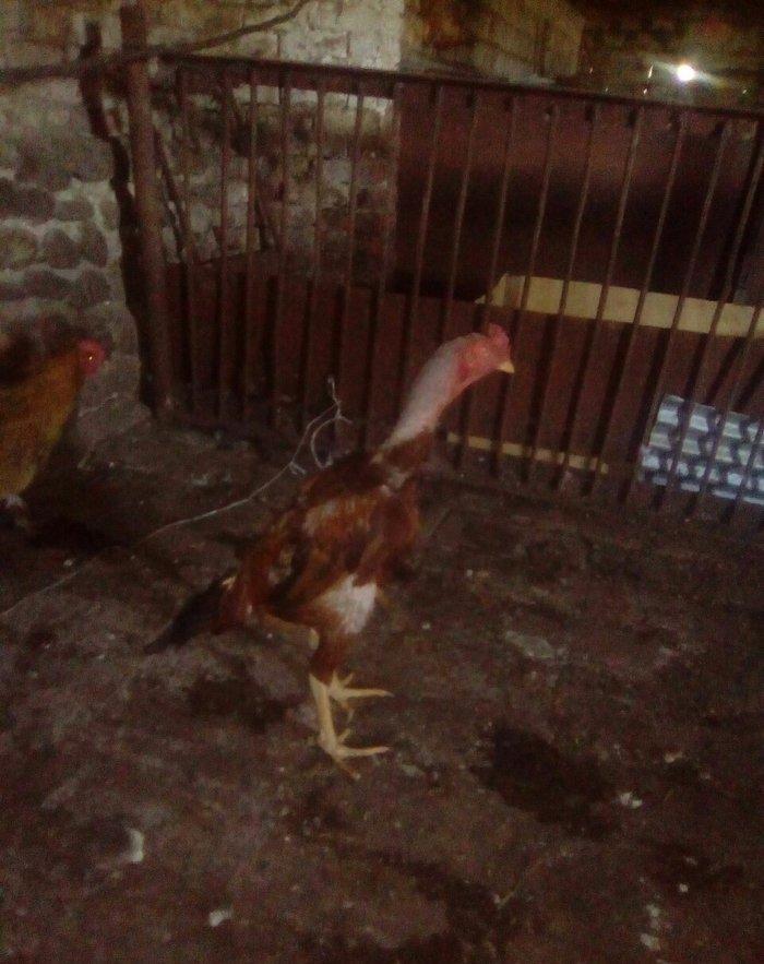 bir il bew ayliqdi super doyuwur atasi miwar anasi dowablardandi esl x