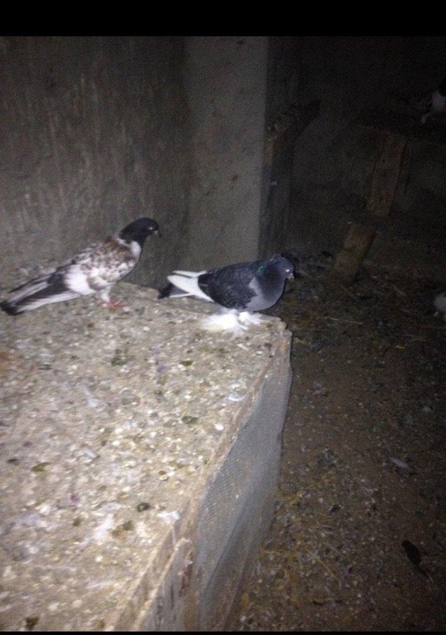 5 eded lelekli çekilli hazır bala veren quşlar 50 manat tam sağlam