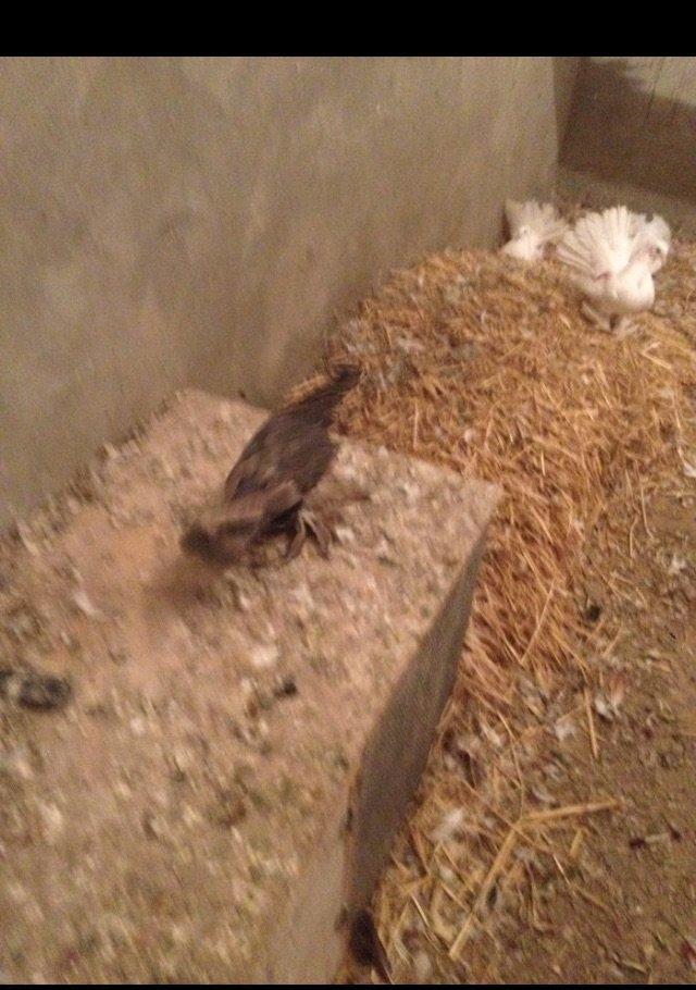 5 eded lelekli çekilli hazır bala veren quşlar 50 manat tam sağlam