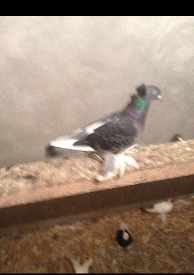 5 eded lelekli çekilli hazır bala veren quşlar 50 manat tam sağlam