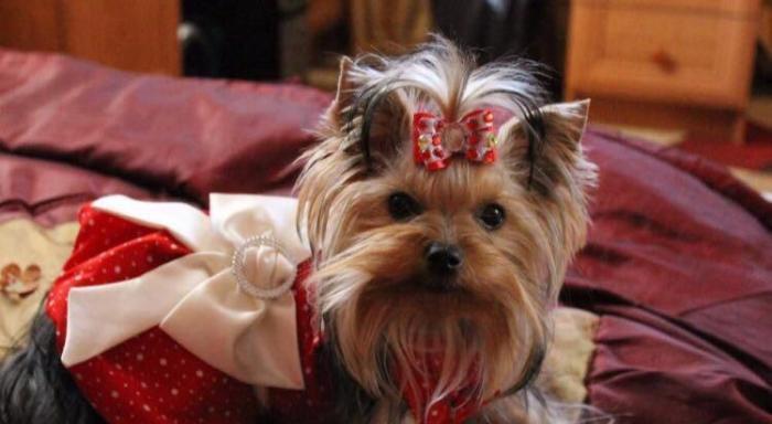 Bala mini york. Şəkildəki sarı bantikli bala mini yorkun sifarişi mümk