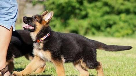 Şəkildə gördüyünüz nemkalar sifariş üçündür. 1-3 aylıq. Radaslovonnu ç