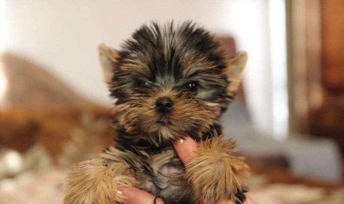 Не обыкновенно красивые щенки йоркширского терьера, мальчик и девочка