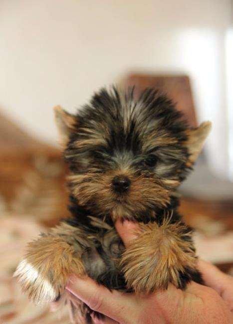 Не обыкновенно красивые щенки йоркширского терьера, мальчик и девочка