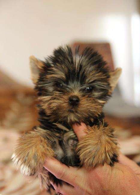 Не обыкновенно красивые щенки йоркширского терьера, мальчик и девочка