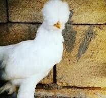 SALAM SULTAN SATIRAM AĞ VE QARA SULTA İSTEYEM OLSA GELİB BAXI ALA BİLE