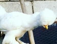 SALAM SULTAN SATIRAM AĞ VE QARA SULTA İSTEYEM OLSA GELİB BAXI ALA BİLE