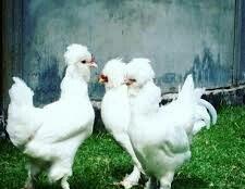 SALAM SULTAN SATIRAM AĞ VE QARA SULTA İSTEYEM OLSA GELİB BAXI ALA BİLE