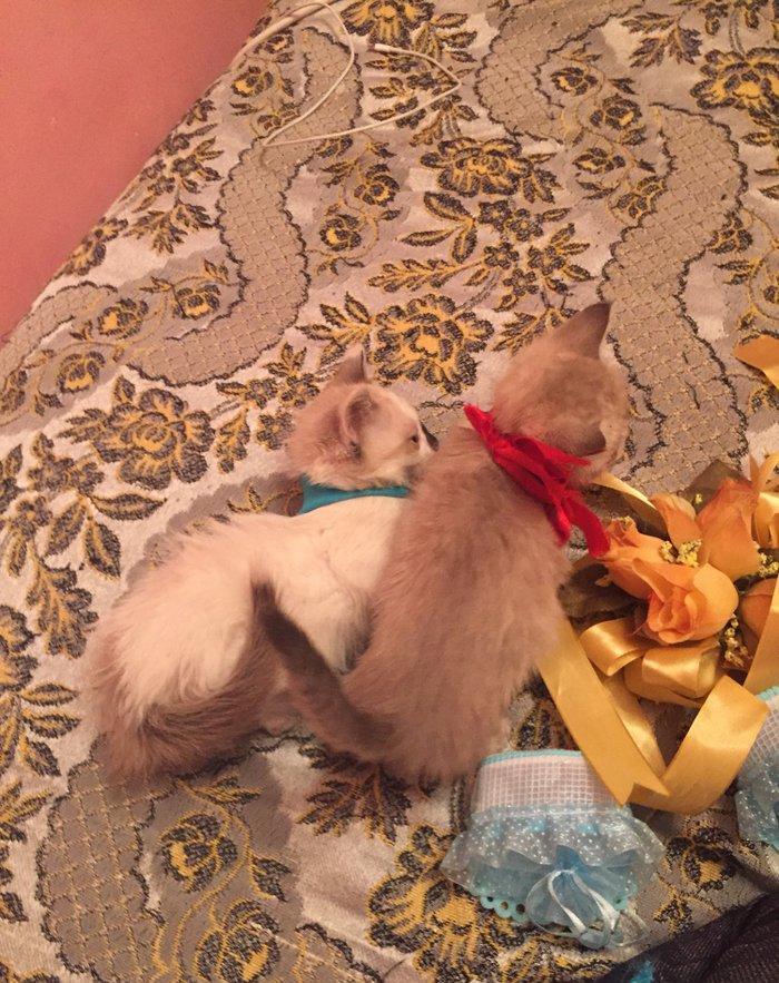 если будут хорошие люди то сделаю скидку,мальчик и девочка 