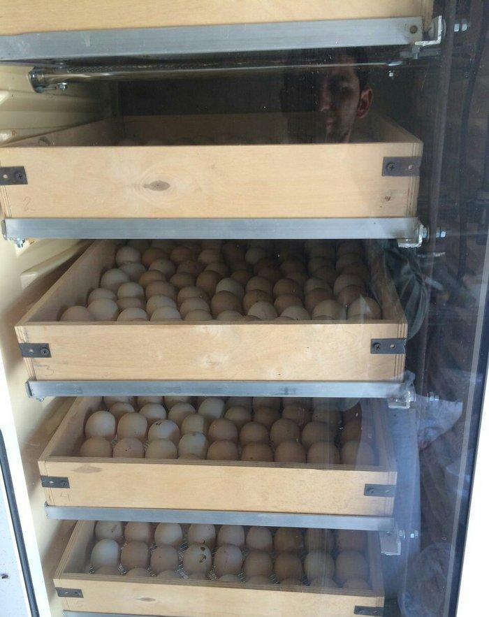 1000 yumurta tutumlu tam avtomatik inkubator. elave yumurta sayina zak