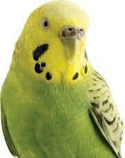 YASHIL RENGLI ve ya spangle disi CEX papuqaylari aliram. Maksimum 1