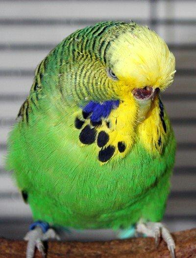 YASHIL RENGLI ve ya spangle disi CEX papuqaylari aliram. Maksimum 1