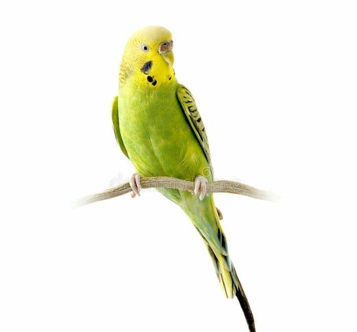 YASHIL RENGLI ve ya spangle disi CEX papuqaylari aliram. Maksimum 1