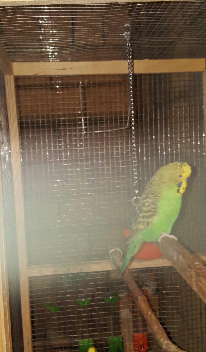 YASHIL RENGLI ve ya spangle disi CEX papuqaylari aliram. Maksimum 1