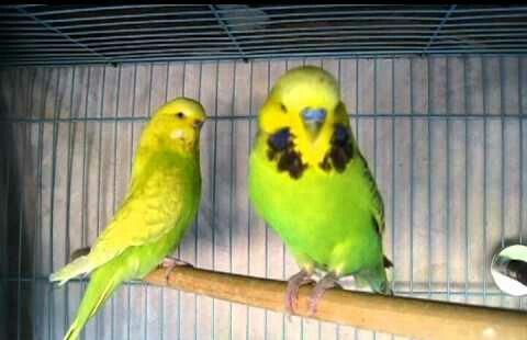 YASHIL RENGLI ve ya spangle disi CEX papuqaylari aliram. Maksimum 1